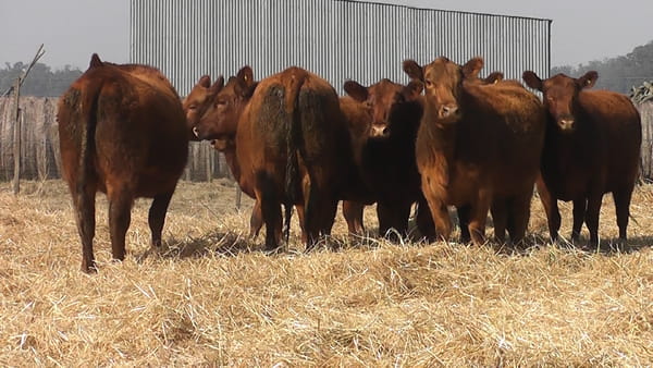 Lote VAQUILLONAS GENERALES PREÑADAS