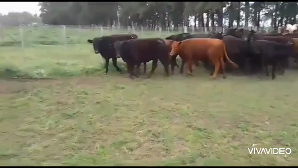 Lote 44 Terneras en Brandsen, Buenos Aires