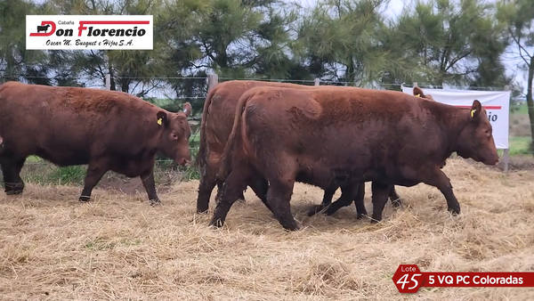 Lote HEMBRAS