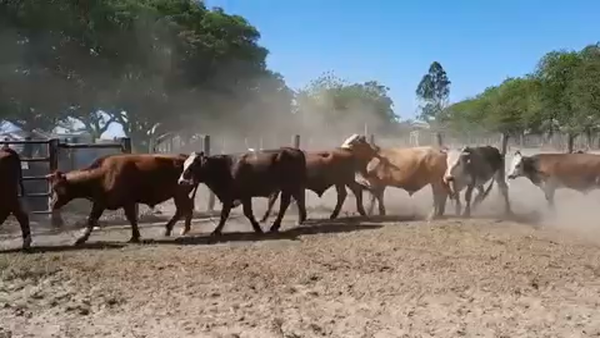 Lote 55 Novillitos en Esquina, Corrientes
