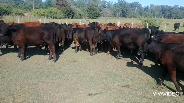 Lote 60 Terneros en Chascomús, Buenos Aires