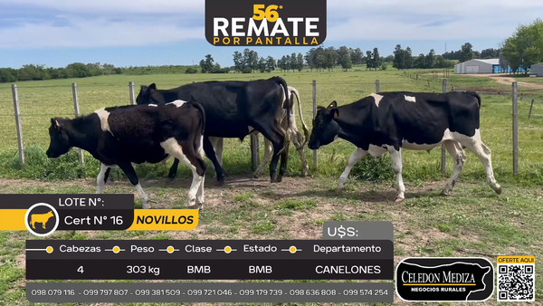 Lote 4 Novillos en Canelones, Canelones