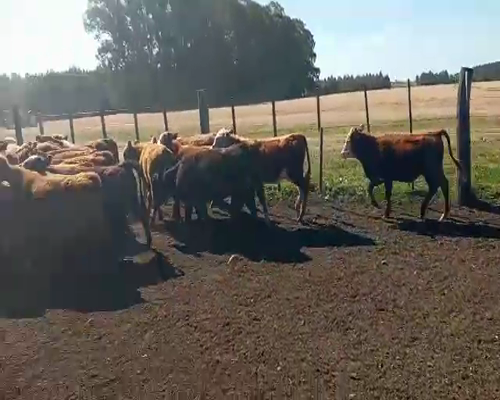Lote Terneros
