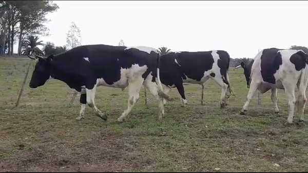 Lote NOVILLOS HOLANDO