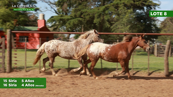 Lote 2 Yeguas