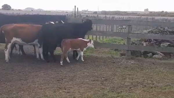 Lote (Vendido)6 Piezas de cría Cruzas en Nueva Palmira