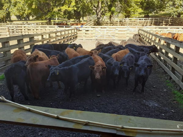 Lote 80 Ternero en Toltén, IX Región Araucanía