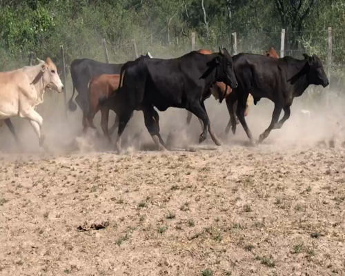 Lote 50 Novillitos en Gral. Lucio V. Mansilla, Formosa