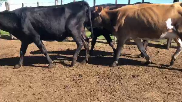 Lote 3 Vaq. proximas kiwy