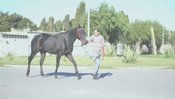 Lote GALANSINO (GALAN DE CINE -  RONSINA) GANADOR DE 5 CARRERAS ( 3 Carreras Oficiales y 2 Extra oficiales)