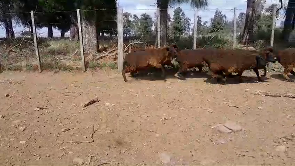 Lote 30 Borregas MERINO 40kg -  en BALTASAR BRUM, 13 KM CAMINO A D.LAMAS