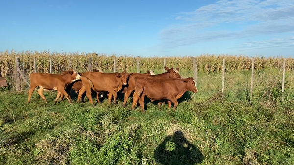 Lote 23 Terneros Braford en Humberto 1º, Santa Fe