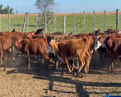 Lote 130 Terneros/as en Ita-Ibate, Corrientes