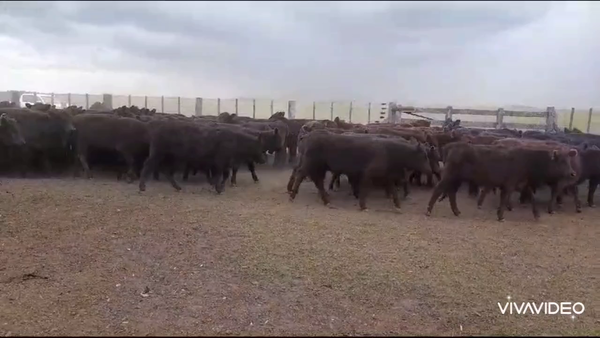 Lote 110 Terneras en Ayacucho, Buenos Aires