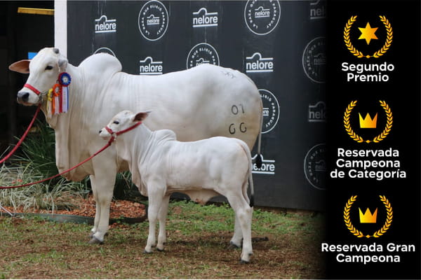 Lote Nelore a Bozal Expo Internacional 2022 RP 66- Lote 19