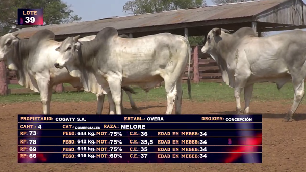 Lote COGATY SA - LOTE 39