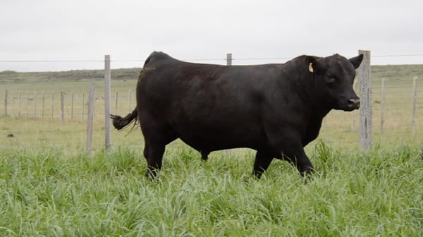 Lote ABERDEEN ANGUS PURO CONTROLADO SA