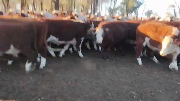 Lote 70 Novillitos en Buenos Aires, Carhue