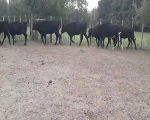 Lote Vaquillonas