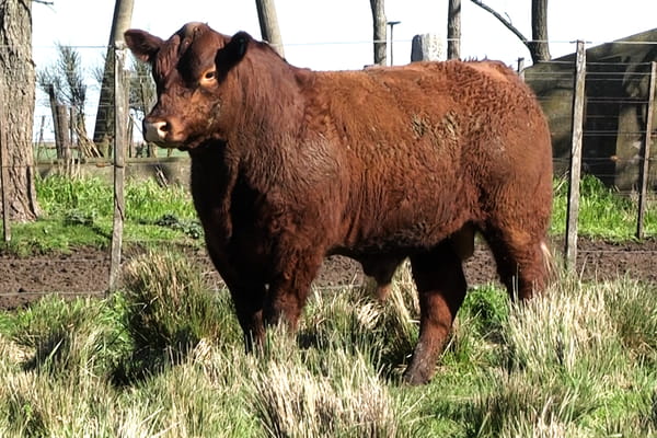 413 — Toros PC