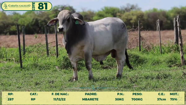 Lote LOTE 81