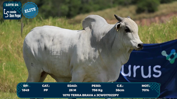 Lote LOTE 24
