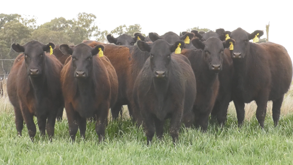 Lote VAQ. ANGUS NEGRO  PC C/GTÍA DE PREÑEZ PARICIÓN PRIMAVERA