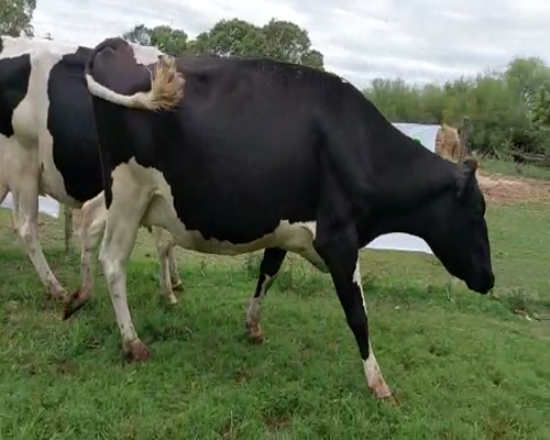 Lote 3 Vaca HOLANDO 550kg - , San José