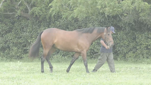 Lote HOLY ROMAN (ROMAN JOY - HOLY MANI)