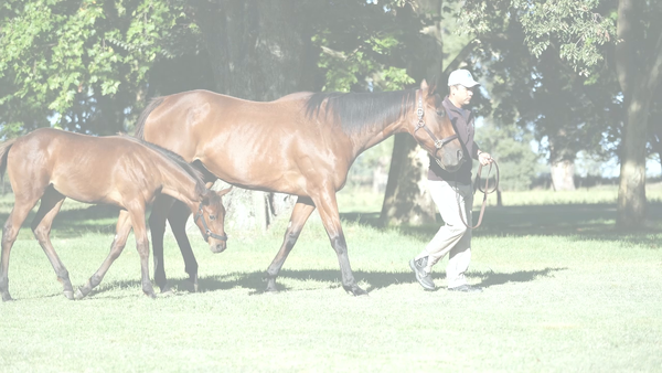 Lote ANALISTA SONG (ALCINDOR -  LA DEMANDA KEY) Vacia. C/CRIA DE IVAR