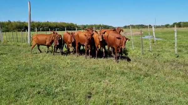 Lote VAQUILAS PREÑADAS