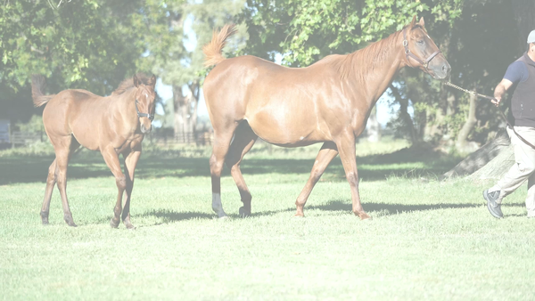 Lote SOPHIE KEY (KEY DEPUTY -  PLAYERA CAT)  Vacia. C/Cria de IVAR