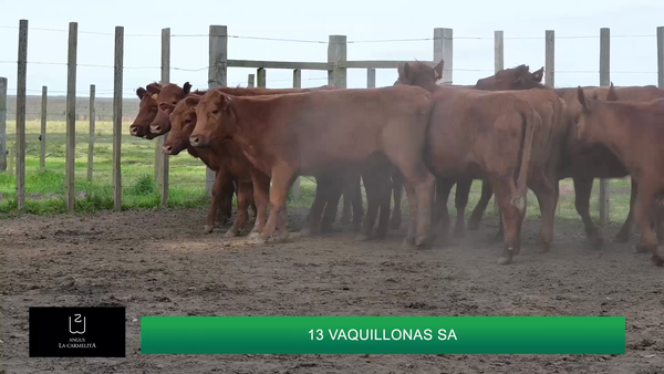 Lote HEMBRAS LA CARMELITA