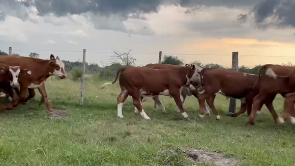 Lote 120 Terneros en Corrientes, Curuzú-Cuatiá