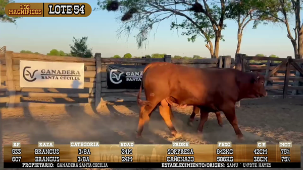 Lote LOTE 54