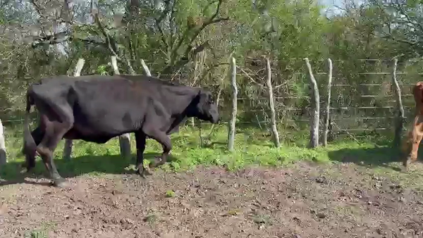 Lote 31 Vacas de invernar