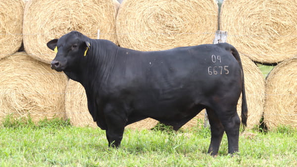 Lote LOTE 61