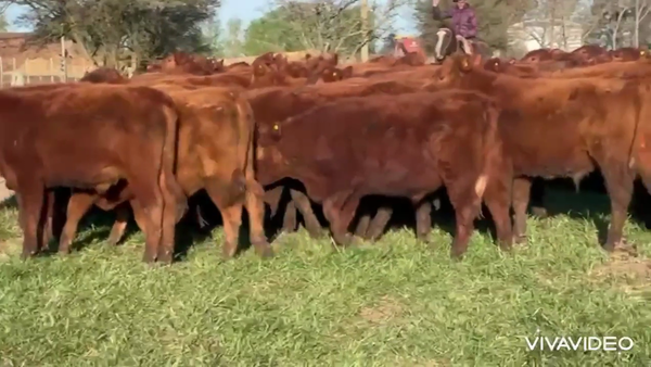 Lote 140 Terneros