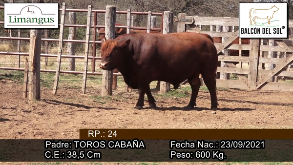Lote Toro PC
