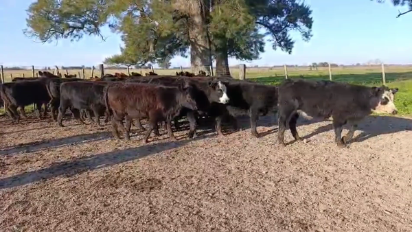 Lote 31 Terneras