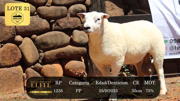 Lote LOTE 31