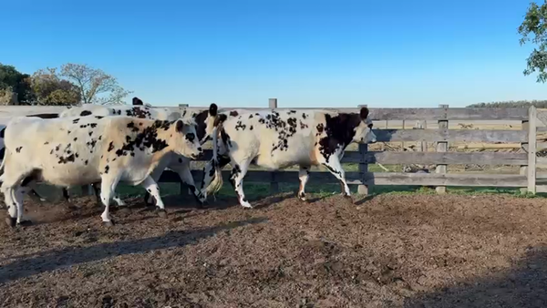 Lote VAQUILLONA PREÑADAS