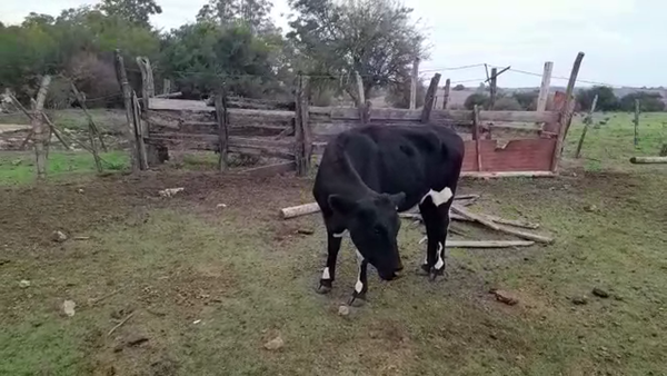 Lote VAQUILLONA 1 A 2 AÑOS