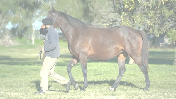 Lote DONA MOREBI (CATCHER IN THE RYE - DONA BIBI) Preñez de DADDY LONG LEGS