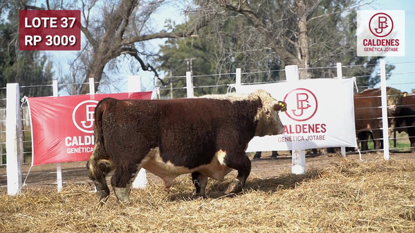 Lote Toro PR