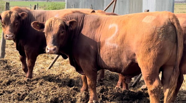 Lote CABAÑA EL PROGRESO