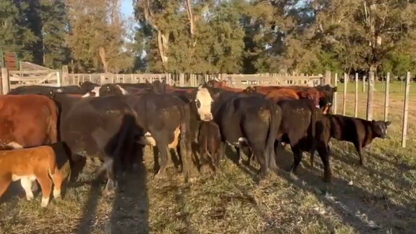 Lote 20 Vacas ( 11 PARIDAS Y 9 CON G/P)