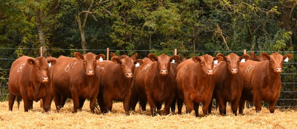 Lote VAQUILLONAS ANGUS PC PRIMAVERA