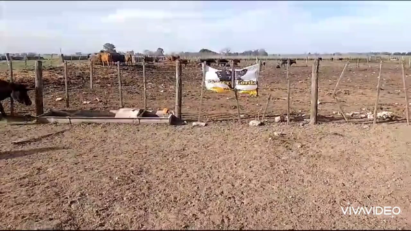 Lote 60 Vacas medio uso C/ cria