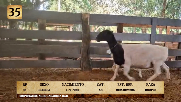 Lote LOTE 35